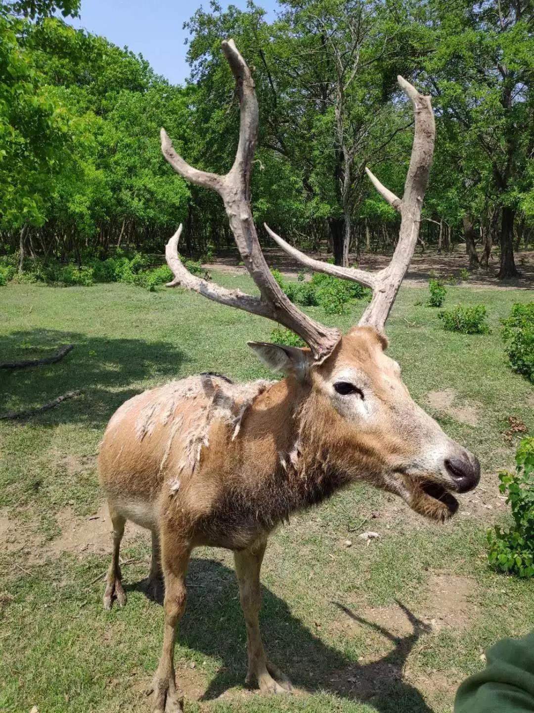 动物千姿百态,动物园的动物千姿百态
