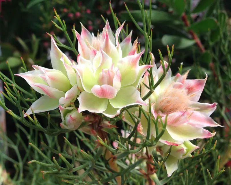 南非新娘花季节,南非的新娘花