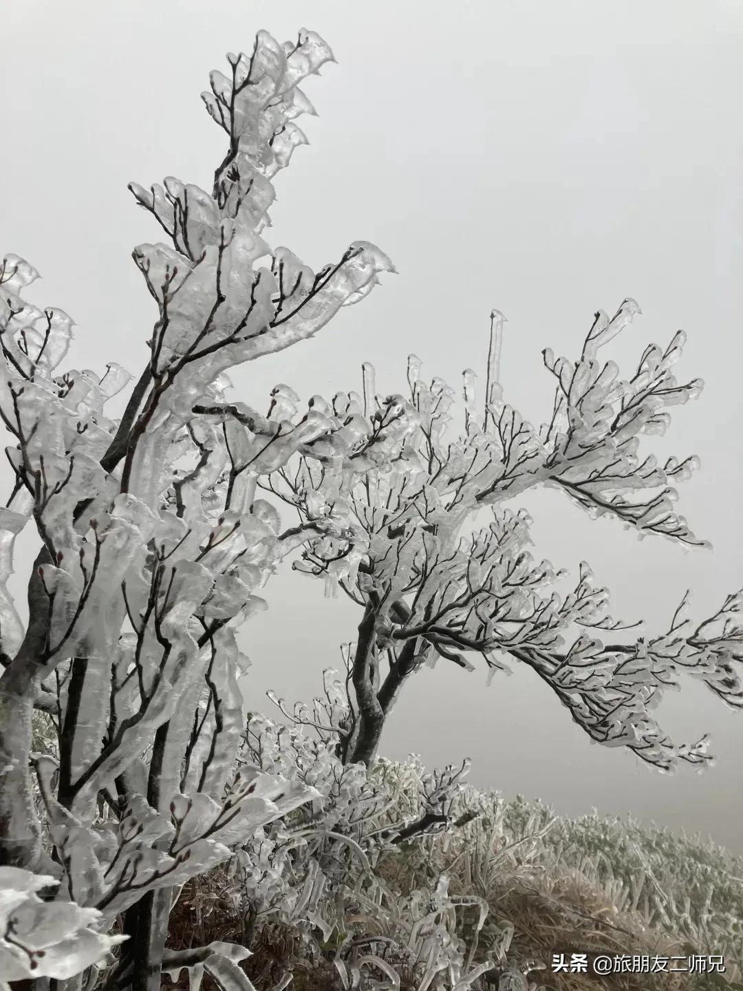 清远金子山旅游攻略看雾凇,广东金子山雪景旅游攻略