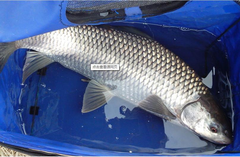 中国十大最惨入侵物种,中国史上最惨的入侵物种