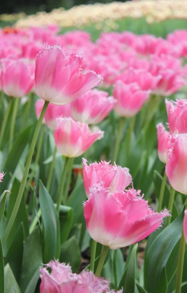 漂亮的郁金香随手一拍都是美景,春天的郁金香花海美得不可方物
