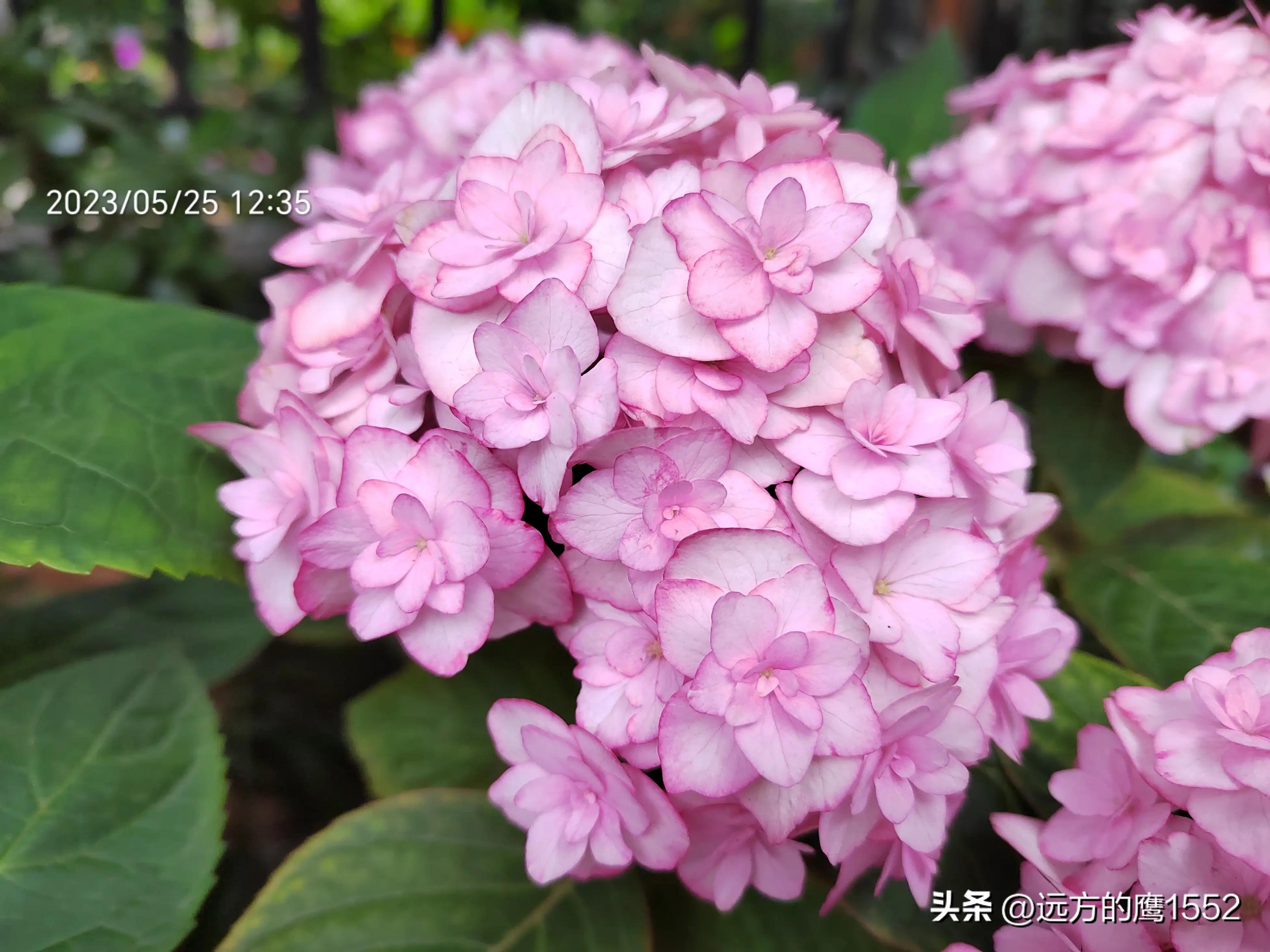 纱织小姐绣球是新老枝开花吗,绣球纱织小姐开花后的养护