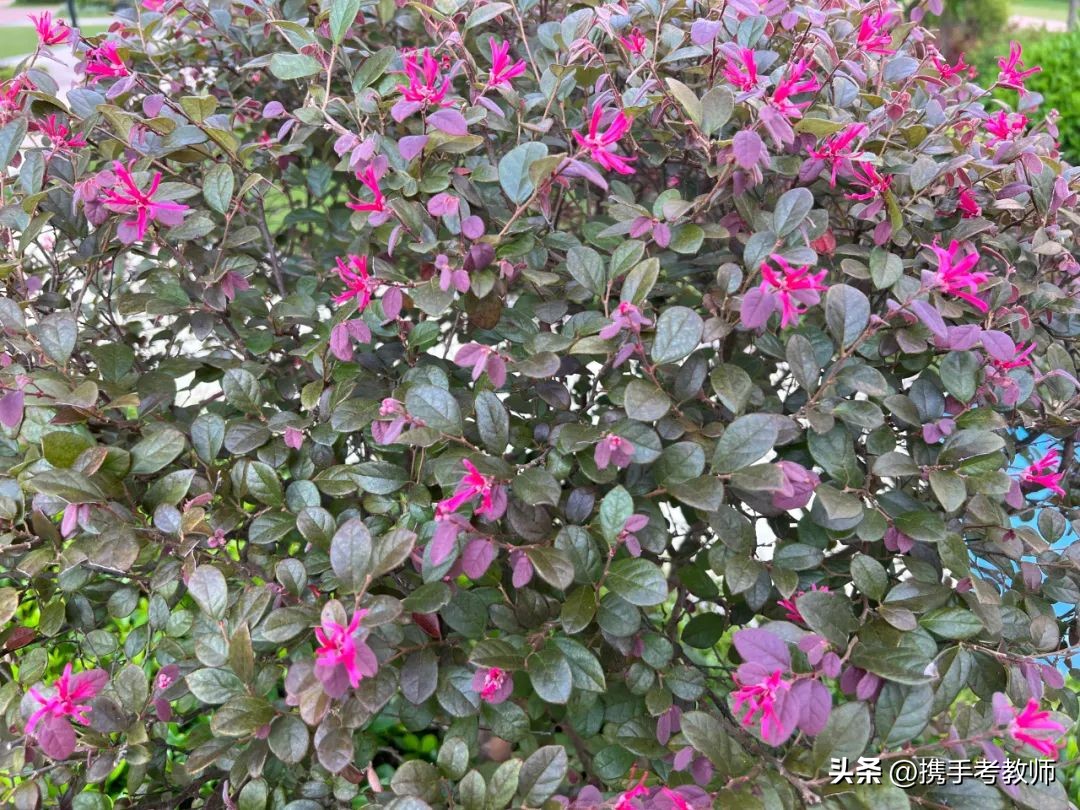 绾㈣姳妾垫湪绉嶆闂磋窛,绾㈣姳妾垫湪瀚佹帴瑙嗛