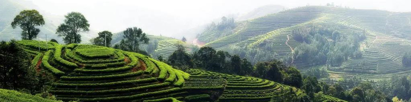 意大利罗伯特巴乔图片,意大利天之骄子罗伯特巴乔