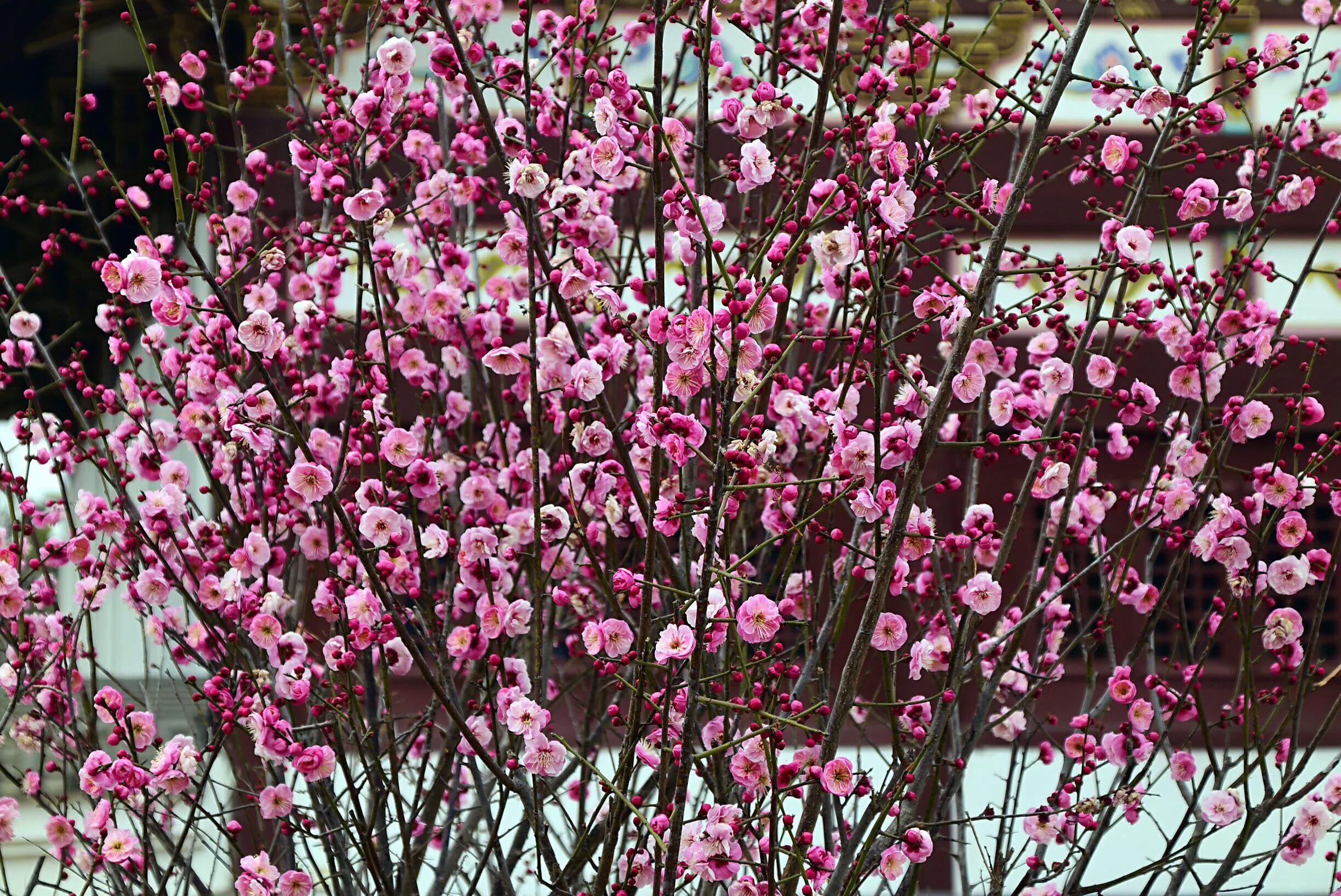 花卉摄影秋日的浪漫,花卉摄影春暖梅花开