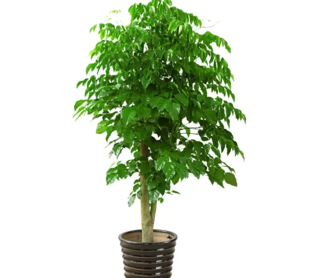 客厅最旺财的5种花,最适合客厅养的四种树