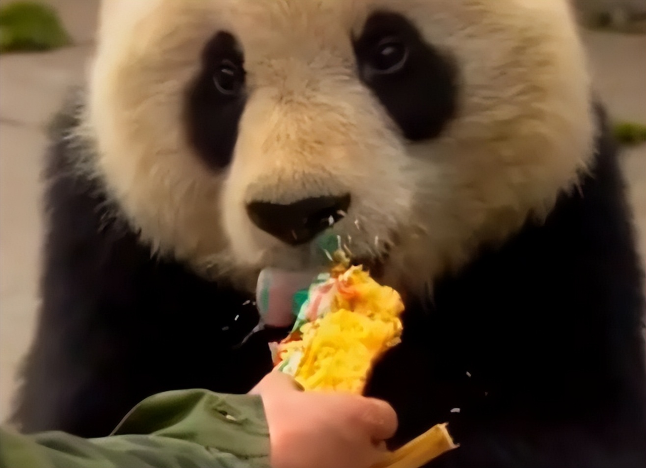 大熊猫高高成长,野生大熊猫高高学爬树