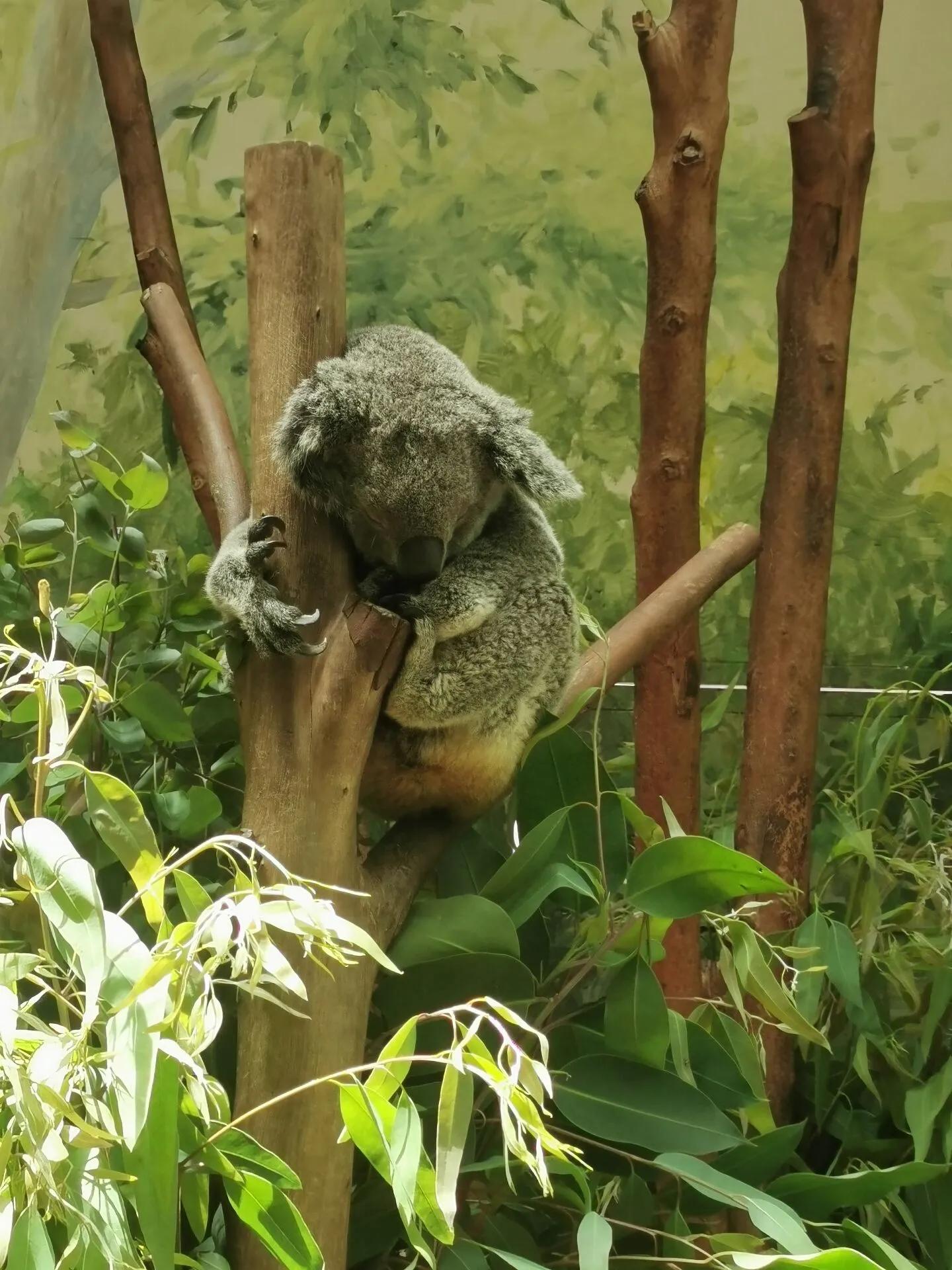 广州长隆野生动物园全部动物,广州长隆野生动物园所有动物介绍