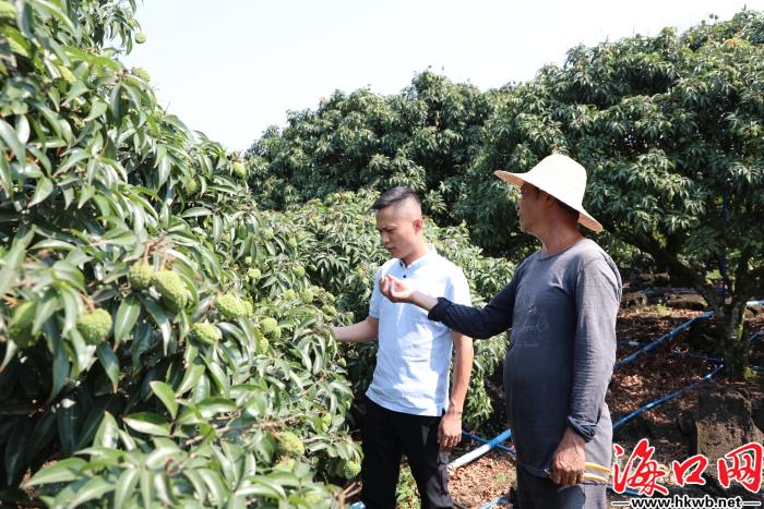 果子未熟订单已到海口火山荔枝王搭上电商“快车”