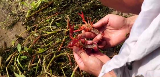 小伙养龙虾,小伙养十只大龙虾