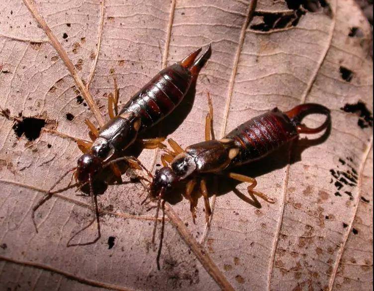 野性贵州有问必答丨这种带着二夹子的“耳朵昆虫”，真的会钻耳朵吗？