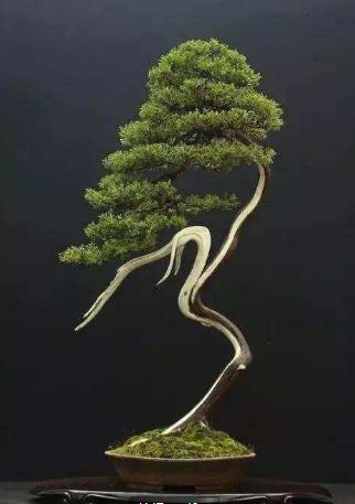 盆景造型类型有哪些,盆景造型种类