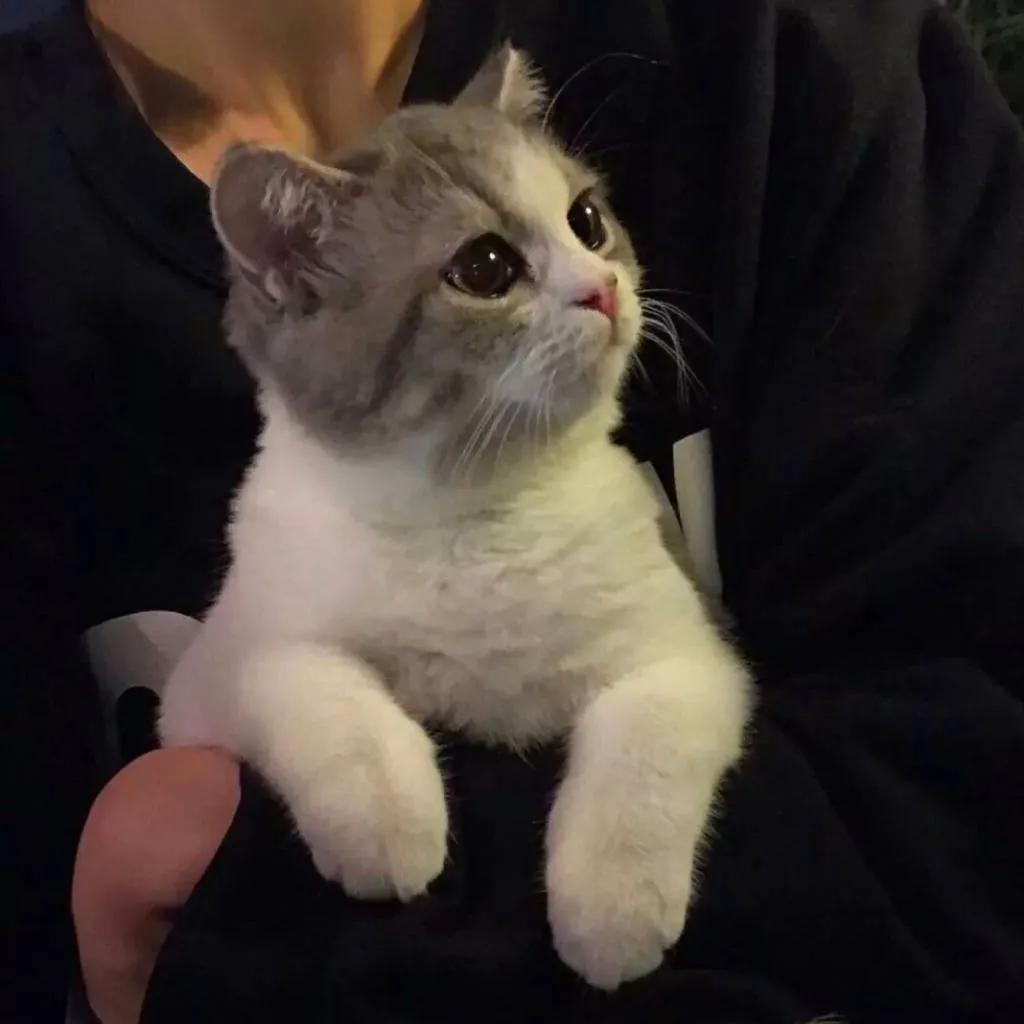 新手小白养猫需要做哪些功课,新手小白养猫要注意什么