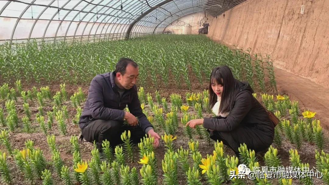 香水百合试种成功！临夏市折桥镇*庄大**村喜添“花样”产业