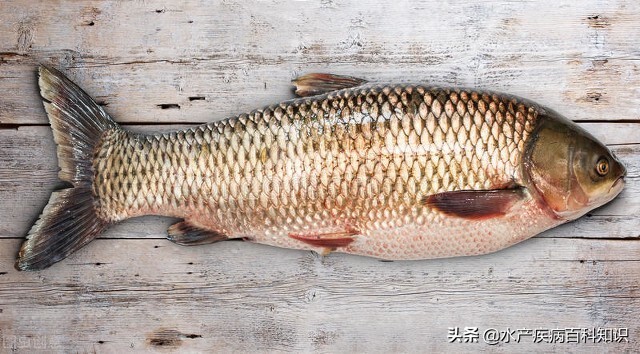 水产出血病用什么药,夏季水产养殖烂鳃出血病