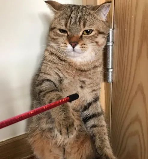 这摄影师是个抓拍鬼才|冷段子2068