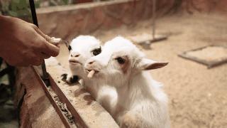 成都市暑假亲子游玩地点推荐,暑假成都亲子游推荐景点