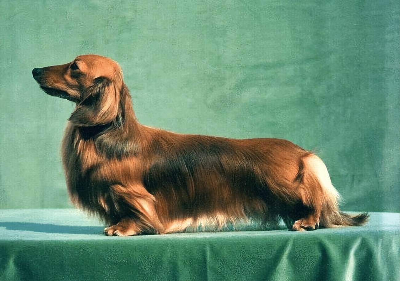 都说猫狗不合是不是真的,为什么狗狗之间没有生殖隔离