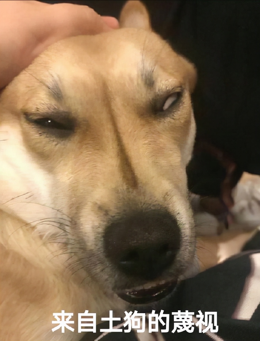 十大最好养的狗大型犬品种,中国名犬排名前10的狗排行榜