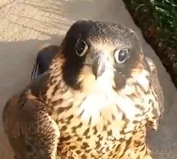 世界最奢侈的宠物狗,迪拜土豪的宠物鹰猎