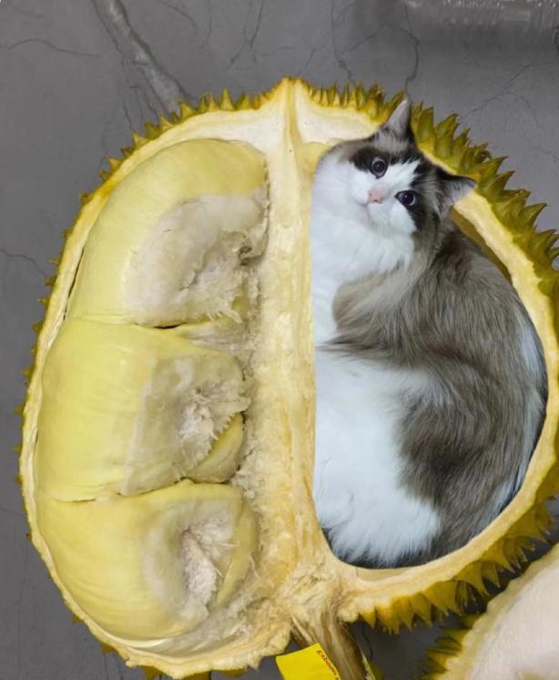 榴莲有点开口了有点长毛,榴莲靠近核的地方像长毛