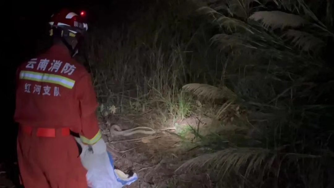 为什么家里进蛇不能打看完涨知识,家里进蛇怎么办蛇怕什么