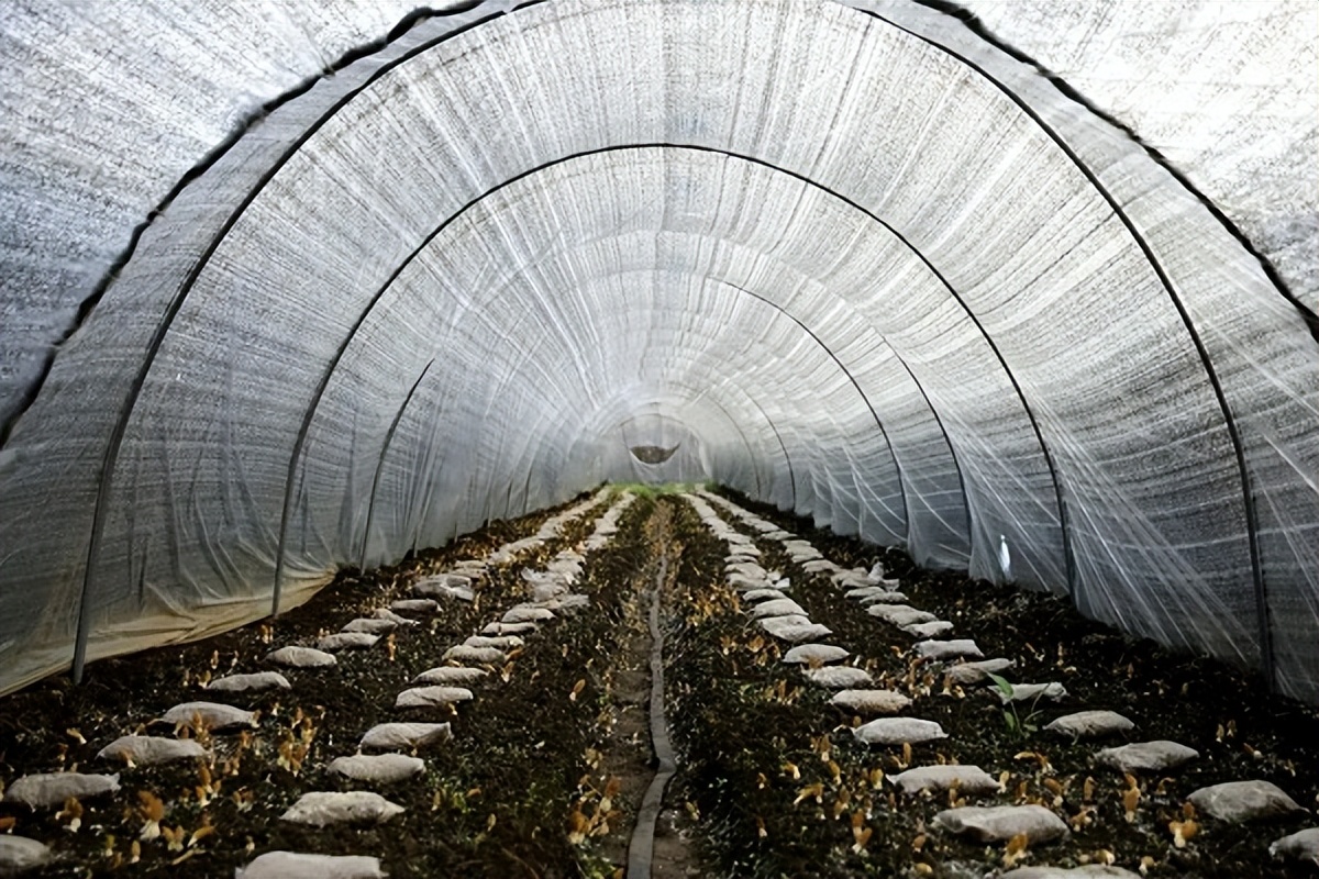 羊肚菌种植基地云南富源,云南富源特产羊肚菌