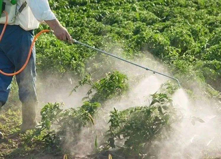 吃蓝莓叶黄素对改善视力有好处吗,吃蓝莓和吃胡萝卜哪个对视力更好