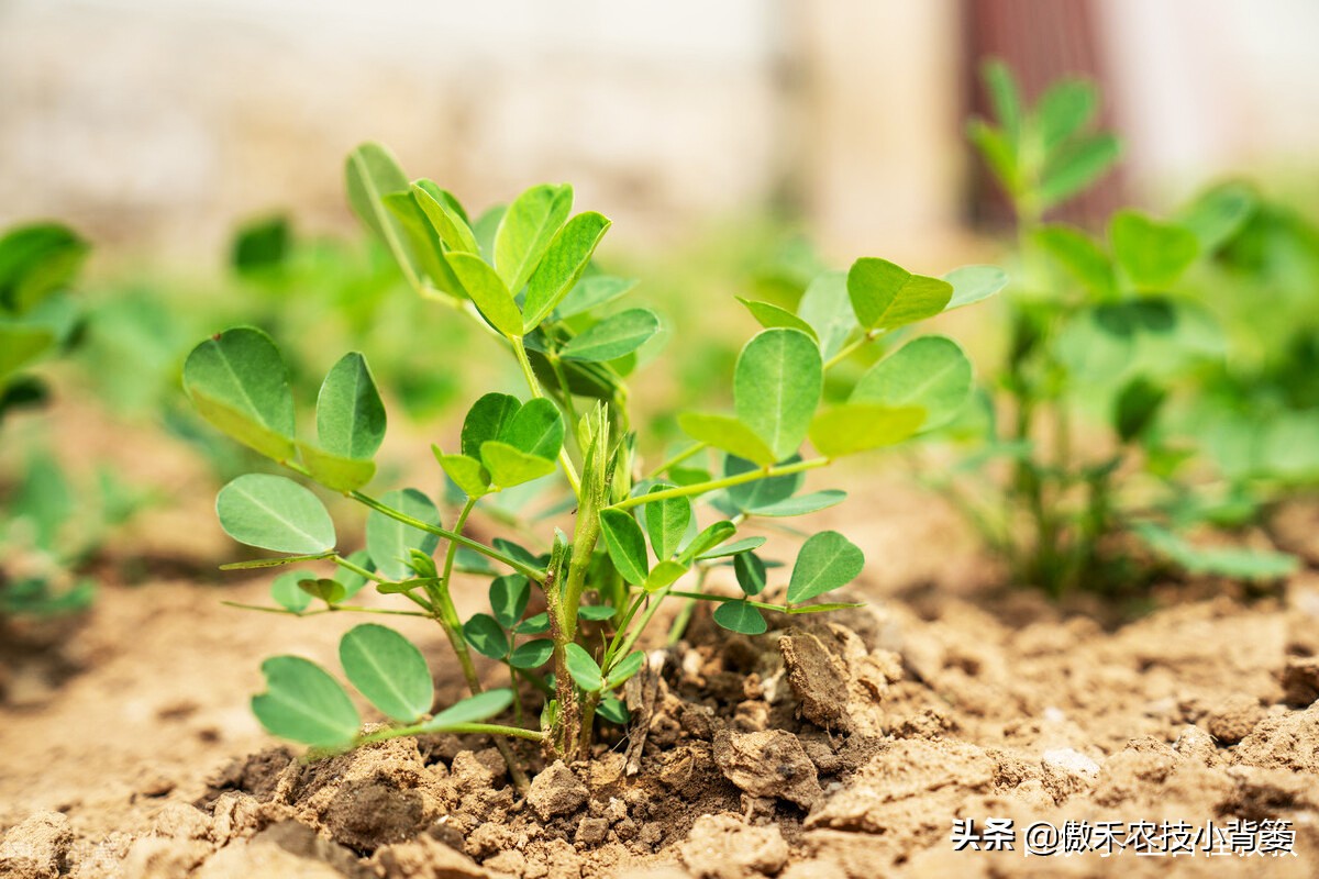 花生种植巧浇水，既能促根壮苗棵，又能促进开花结荚多收花生果