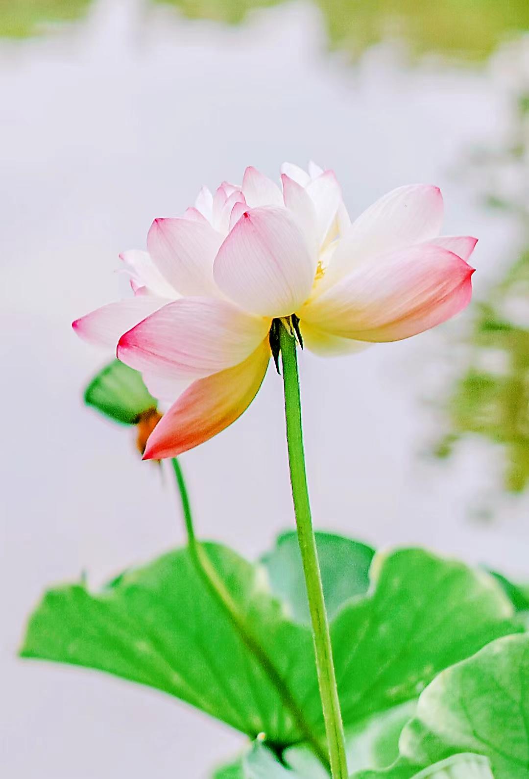 早安心语美句穿透人心几十句话,早安心语正能量图片语句一句话