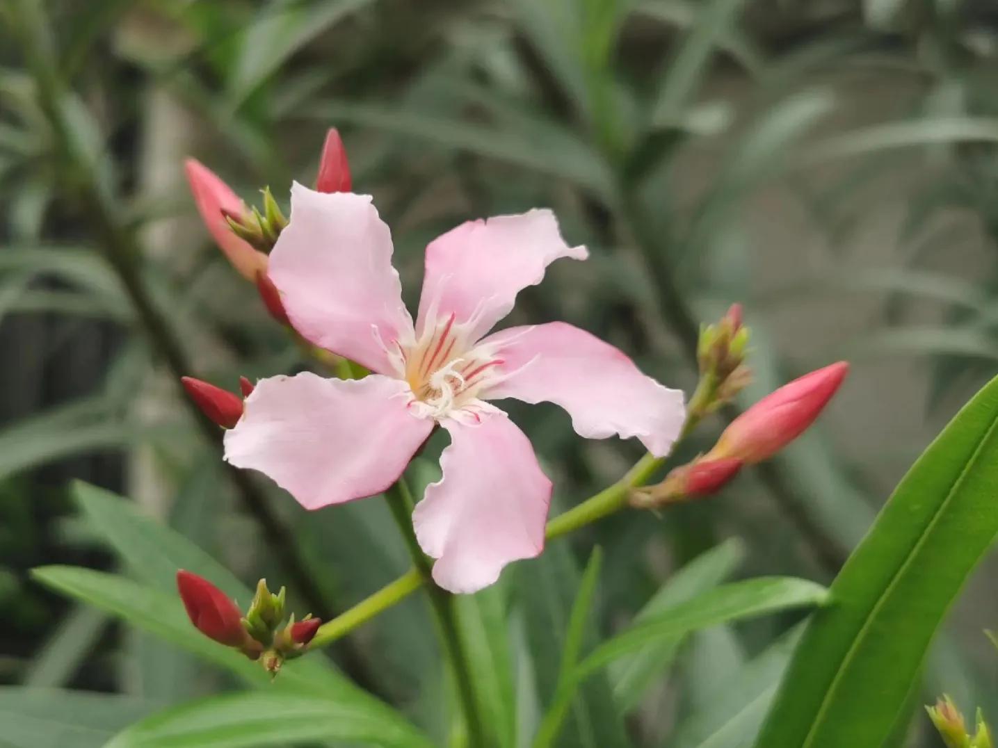 赏花旅游种什么花,春季去公园踏青上百种花让人眼花