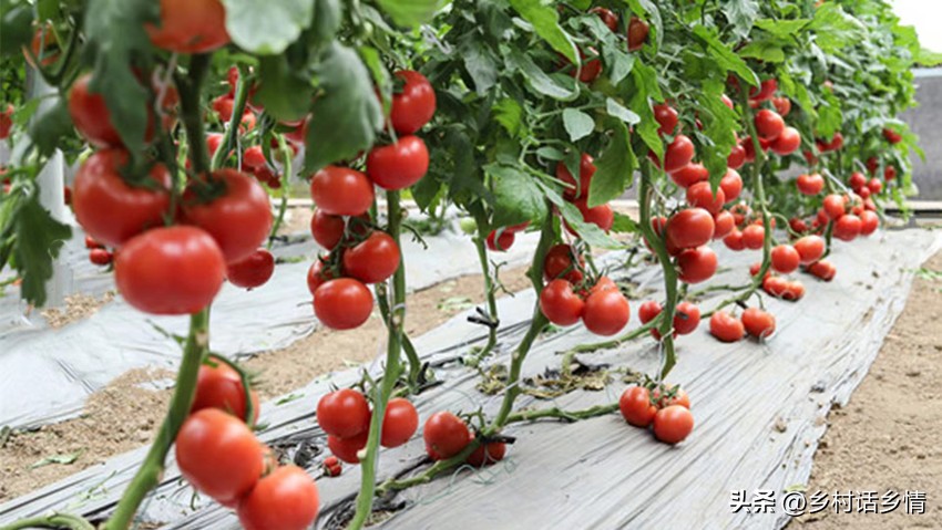 防烂根土壤板结,土板结烂根最快解决方法