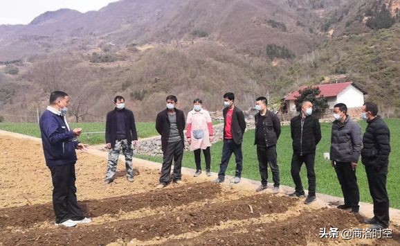 镇安县米粮镇：种好“黄金叶”奏响振兴曲