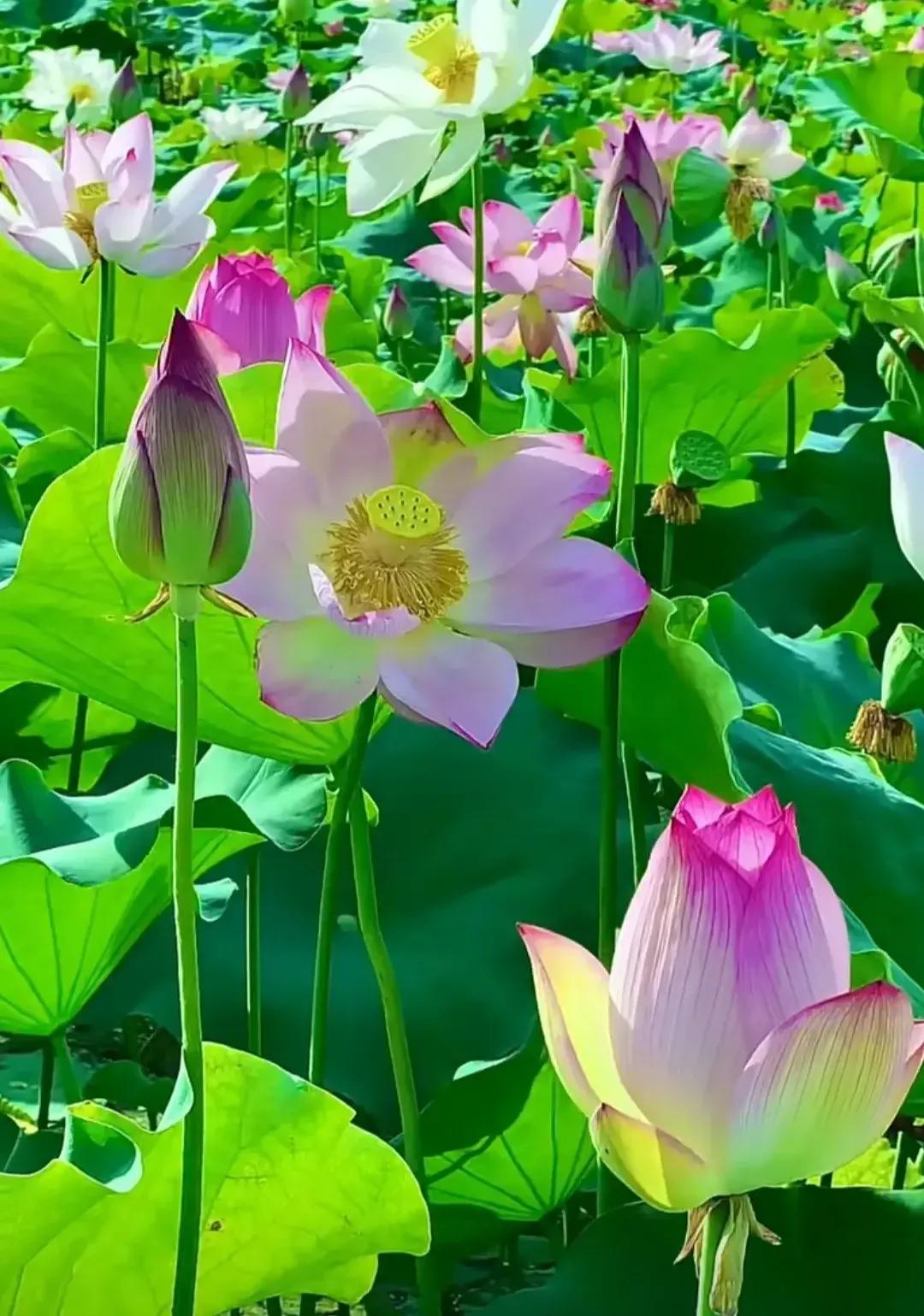 收藏五大国有银行股权，不上班也有钱