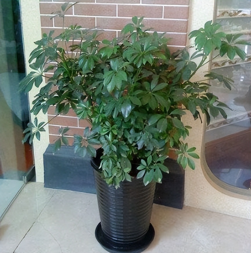 什么树可以除甲醛适合放客厅,室内放什么树比较会吸甲醛