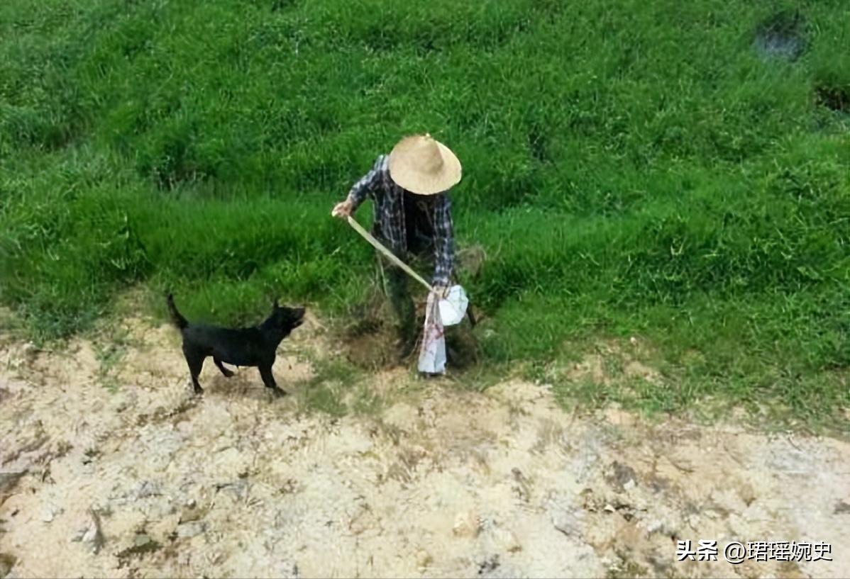 吉林农夫好心救了一条毒蛇,吉林农妇救了一条蛇