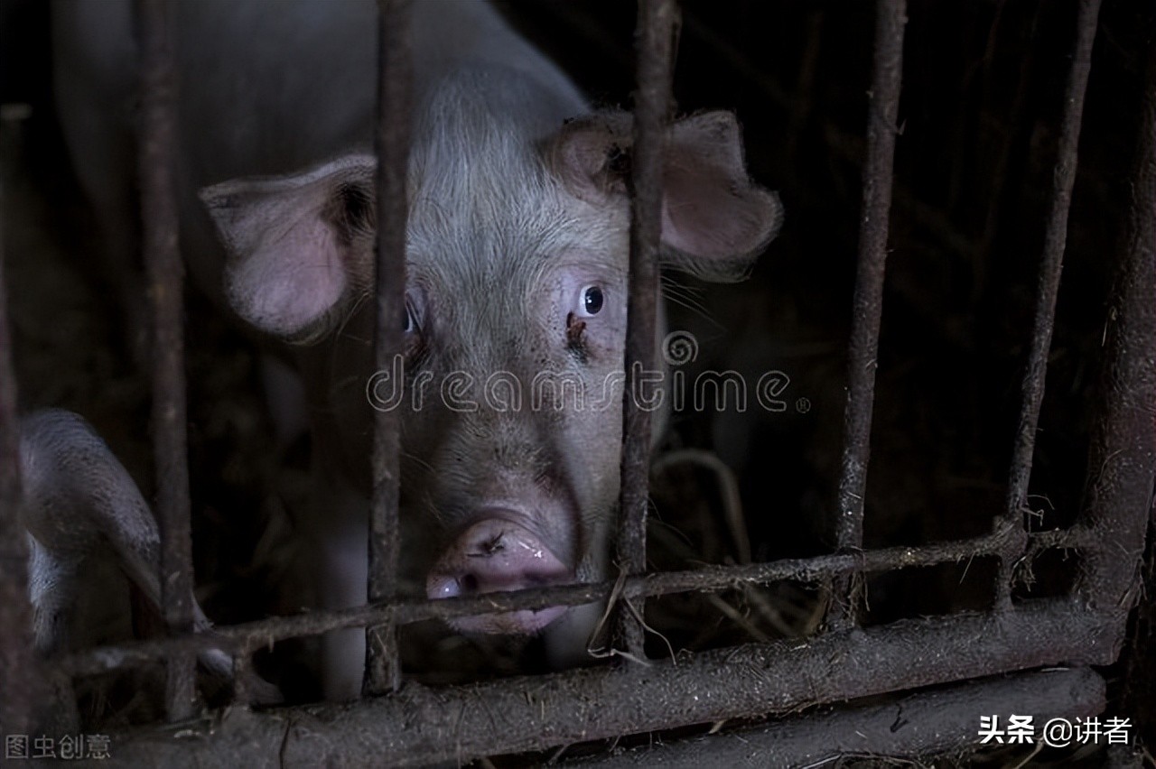 养猪技术大全猪病防治方案,养猪技术猪脚底腐烂用什么药