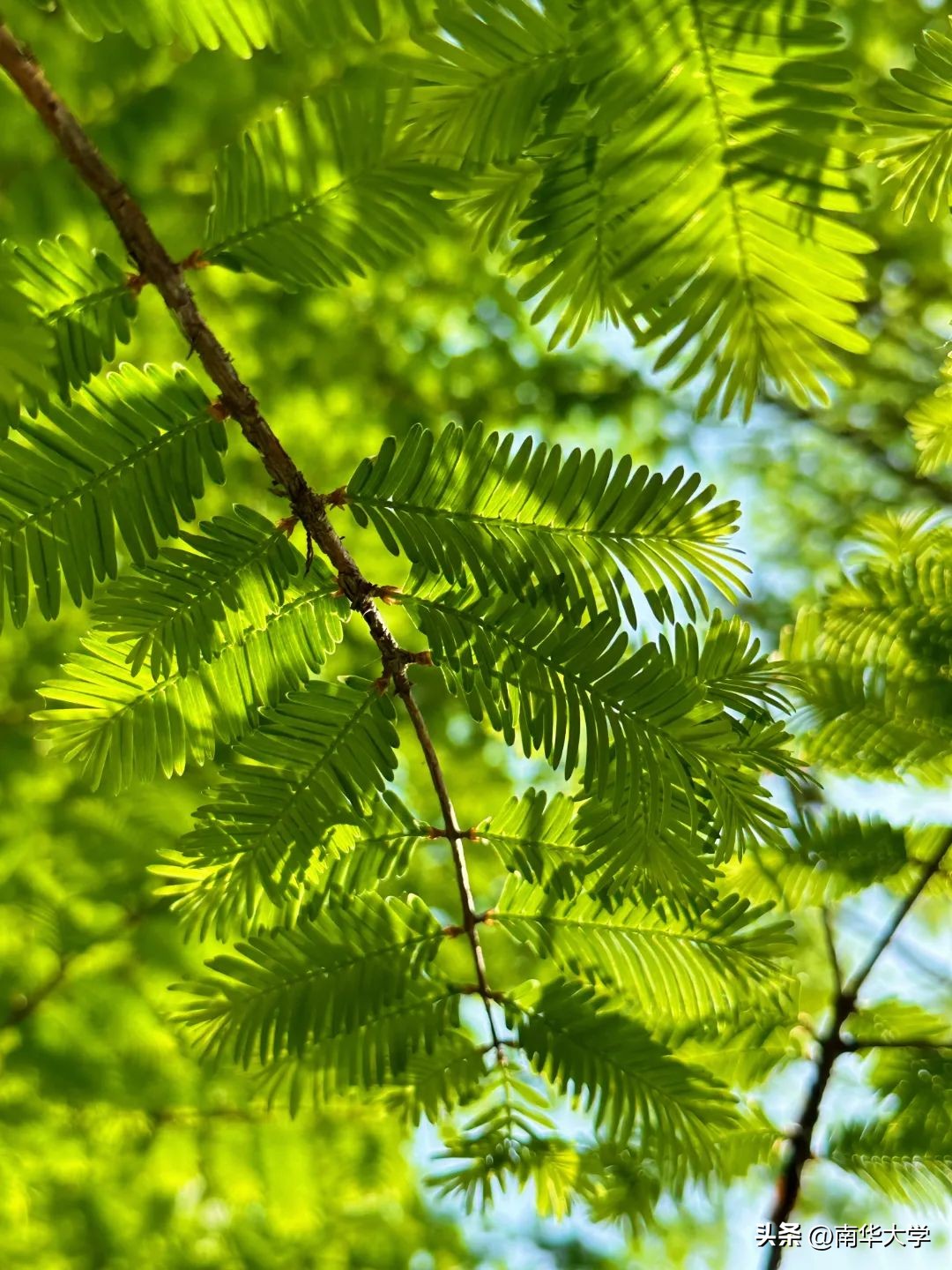 南华大学校花全集,校花南华大学