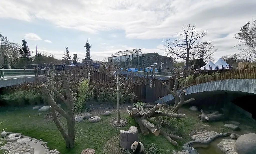 熊猫学习带崽,熊猫能一级带崽么