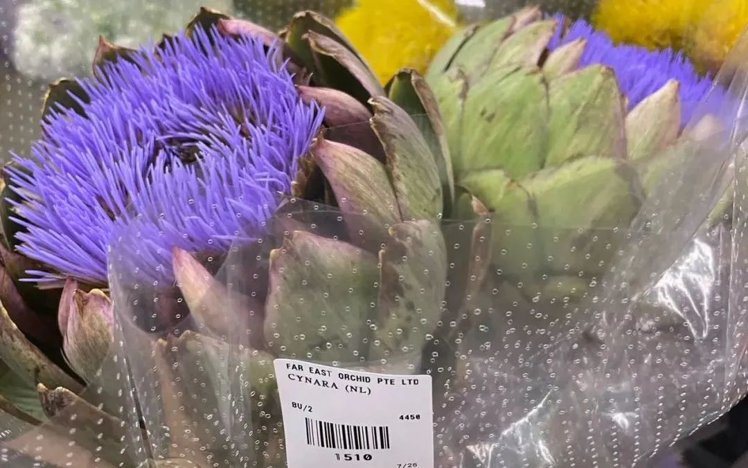 新手必看鲜花养护攻略,鲜花在水里能养几天会死