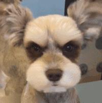 体臭狗排行榜前十名,建议新手养的10种狗不掉毛无体臭