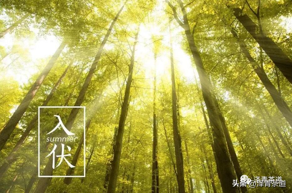 三伏天一定要知道的健康小知识,三伏天健康攻略