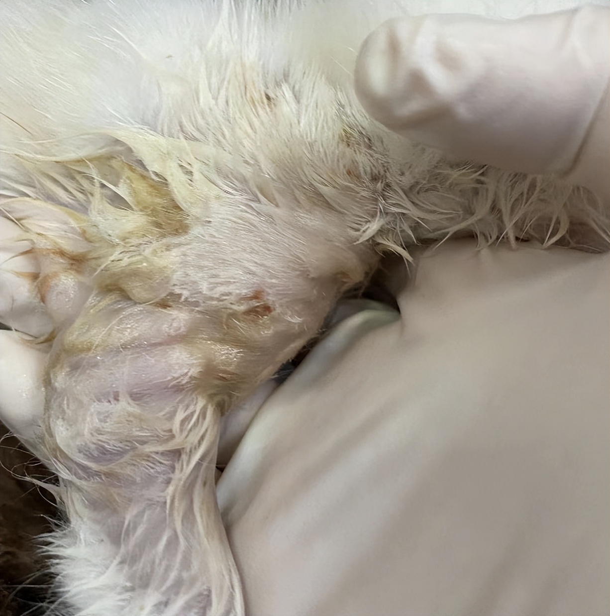 宠物医生，猫咪右手臂骨折，伤口化脓发炎怎么办？