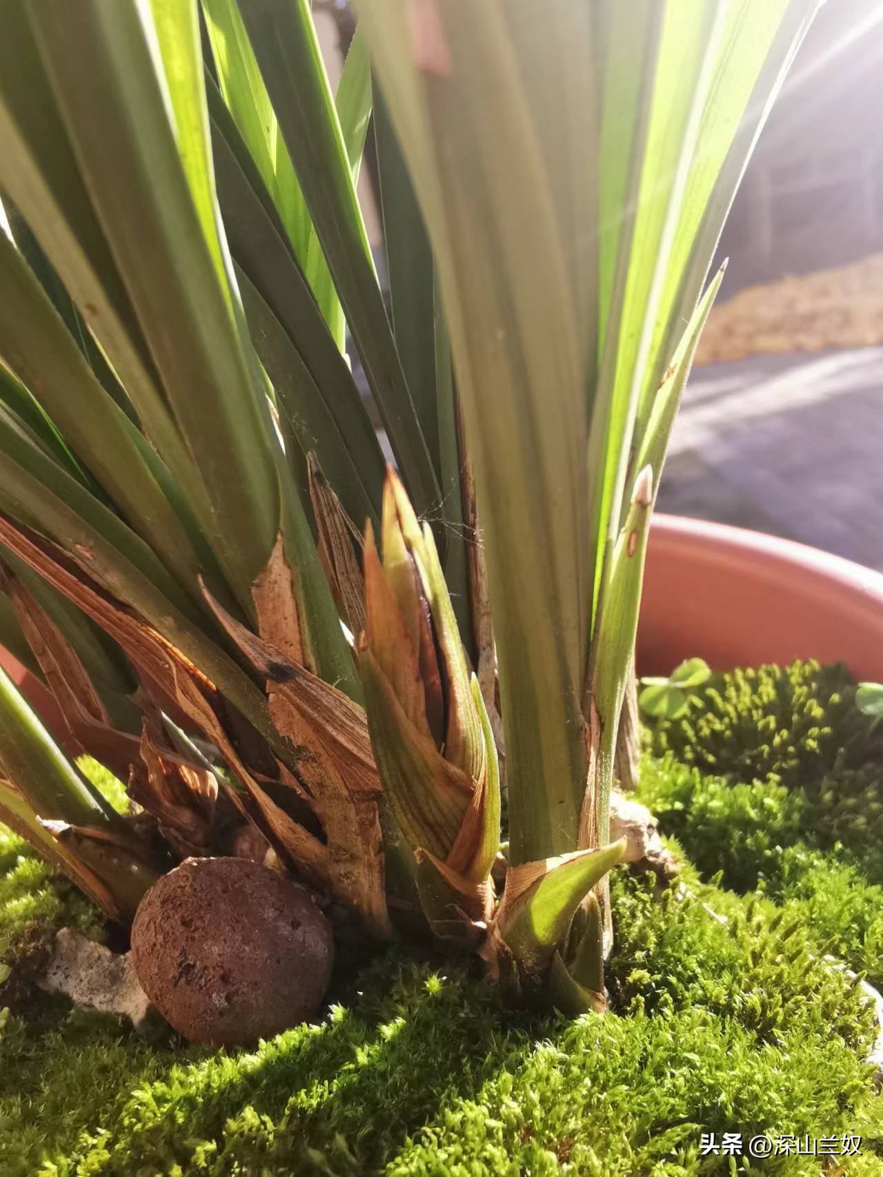 春剑兰怎么养护,春剑兰养殖技巧