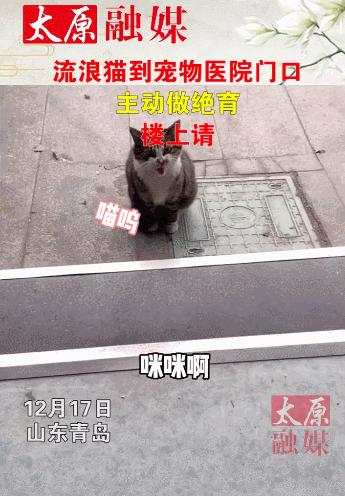 公猫出去一天一夜了都没回家,公猫出去三天没回来了