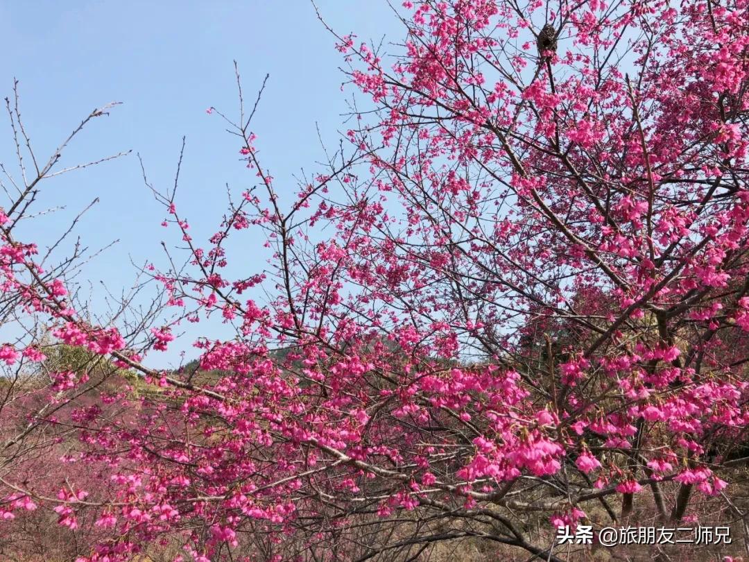 广州花都梯田油菜花,广州徒步赏油菜花路线
