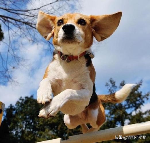 迪士尼比格犬,迪士尼里的比格犬叫什么