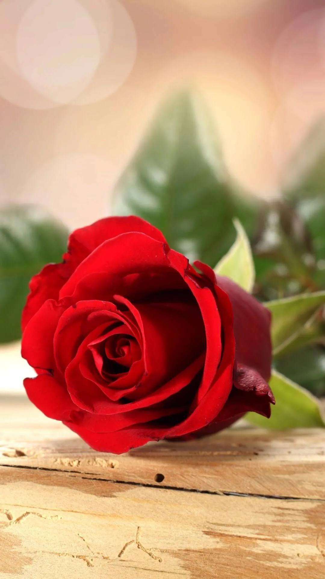 520浪漫玫瑰花壁纸,红玫瑰花壁纸大图