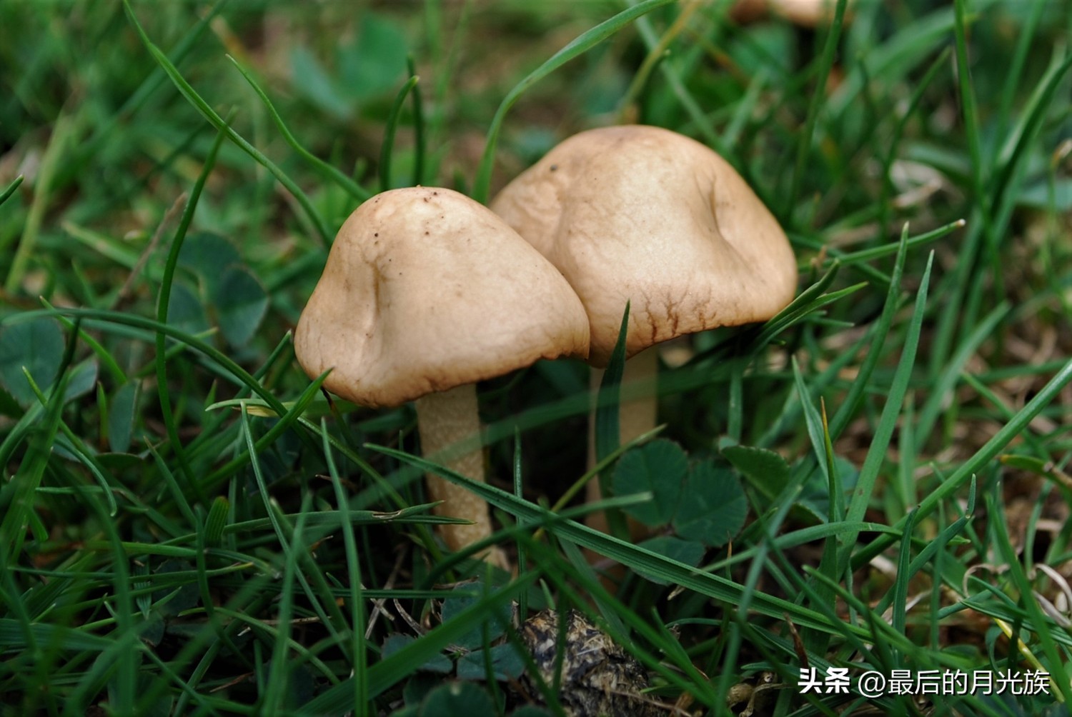 教你认识一下蘑菇,8种口味蘑菇