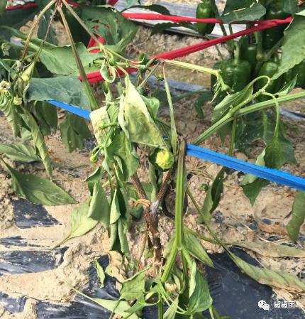 辣椒烂果怎么治疗最快,盆栽辣椒结果后烂果